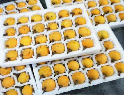 EVA泡棉廠家-琵琶托用哪種包裝材料？